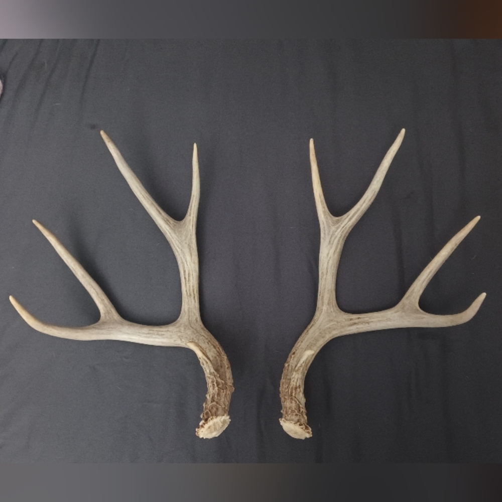 White deer antler set